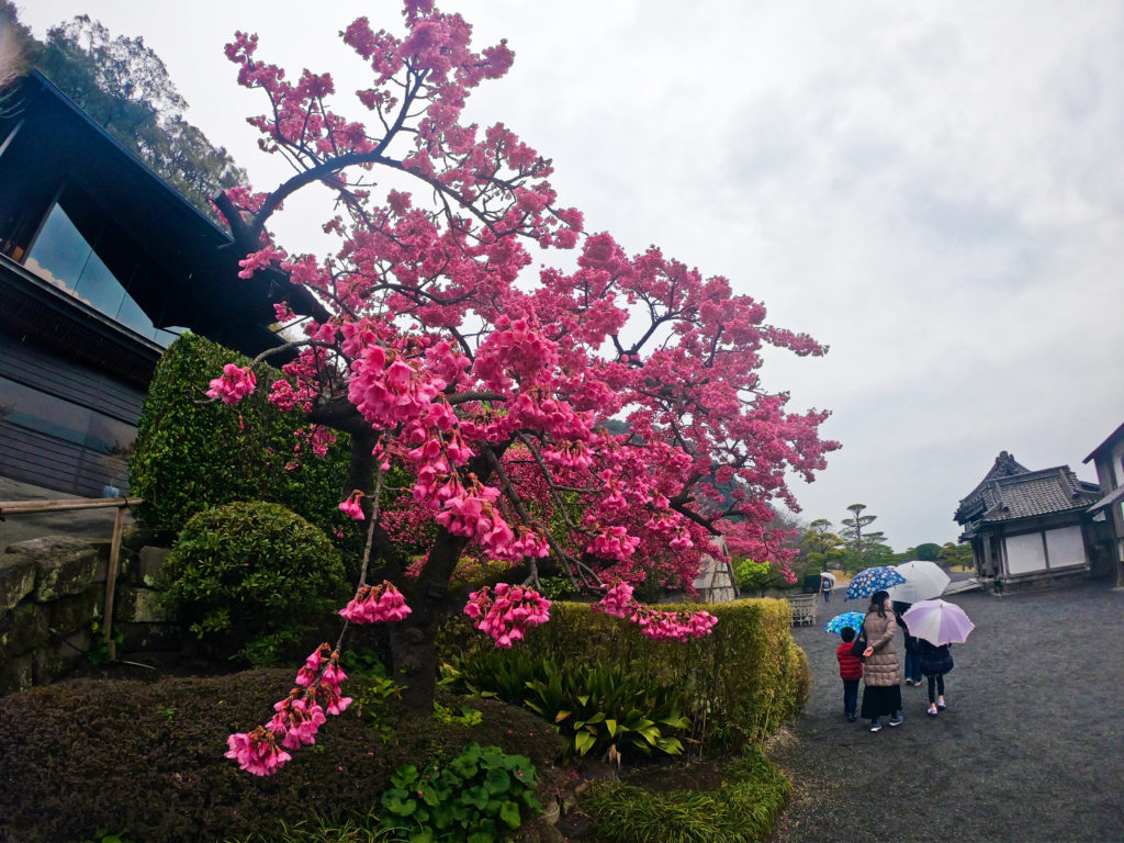寒緋桜